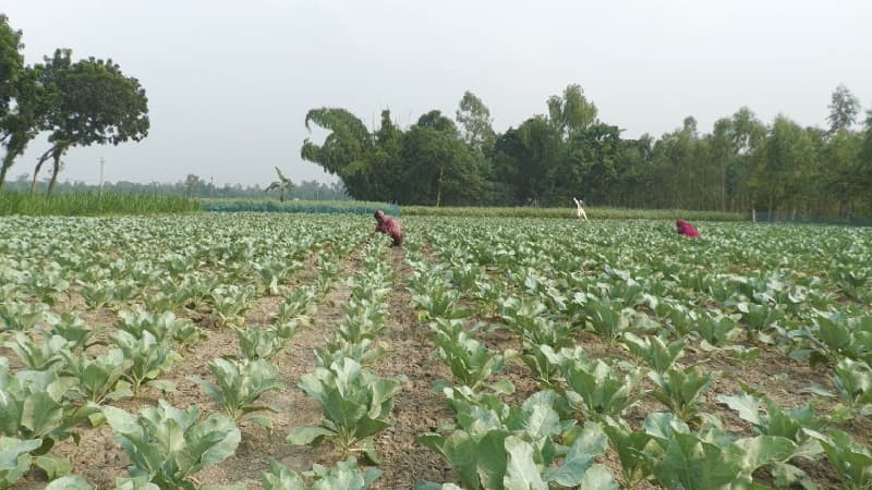 শীতকালীন সবজি চাষে ব্যস্ত জামালপুরের কৃষকরা, চান সারের সঠিক সরবরাহ শীতকালীন সবজি চাষে ব্যস্ত জামালপুরের কৃষকরা, চান সারের সঠিক সরবরাহ